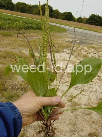 plantain, blackseed